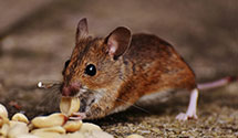 24 Hour & Emergency Exterminators in Vira, PA